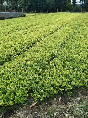 湛江道路园林绿化工程造价